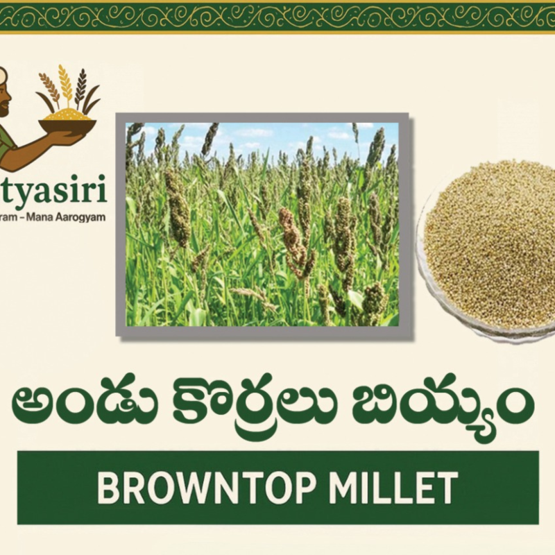 Browntop Millet (Andu Korralu)